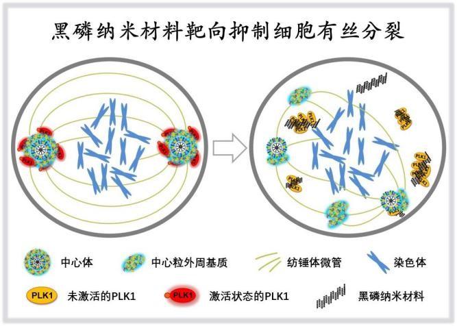 科学家提出肿瘤精准靶向“纳米磷疗”新策略 为纳米药物研发提供新思路