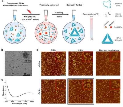 可用于活体智能诊疗!研究人员在光控DNA微纳制造方面取得进展